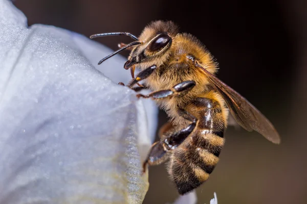 Bee on flower — Stock Photo, Image