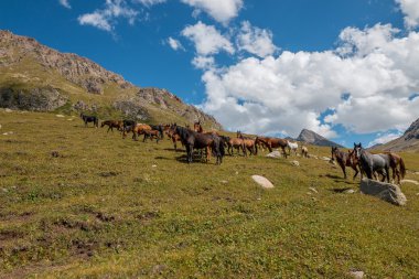 Dağlarda at sürüsü