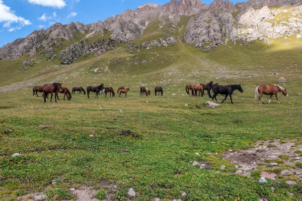 Manada de caballos en las montañas —  Fotos de Stock