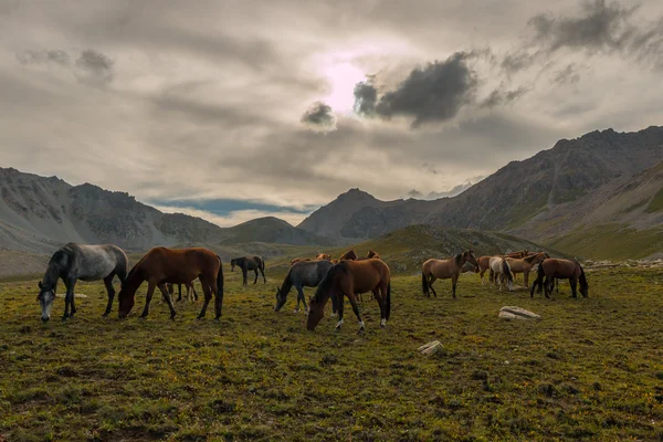 Kudde paarden in de bergen — Stockfoto