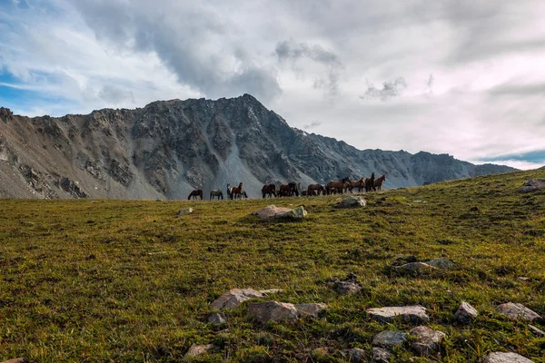 Manada de caballos en las montañas — Foto de Stock