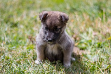 köpek çimlerin üzerine