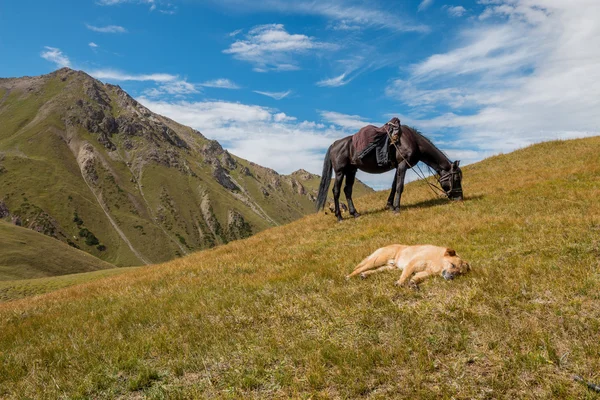 Caballo y perro en la colina —  Fotos de Stock
