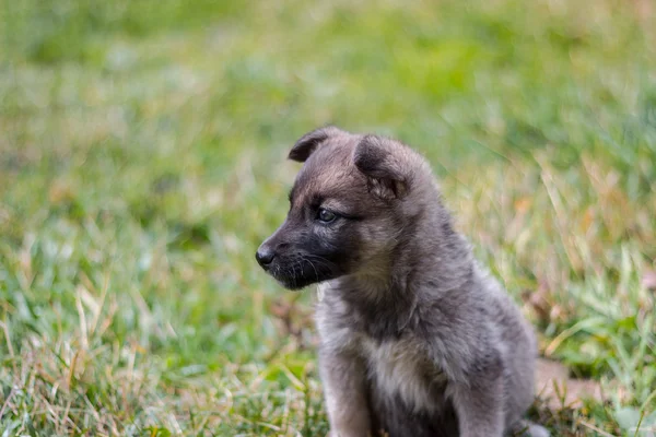 köpek çimlerin üzerine