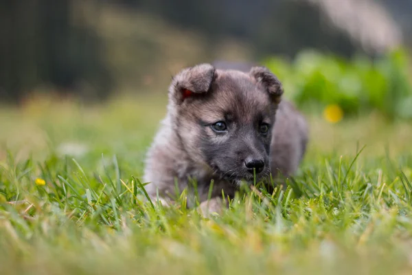 Anak anjing di rumput — Stok Foto