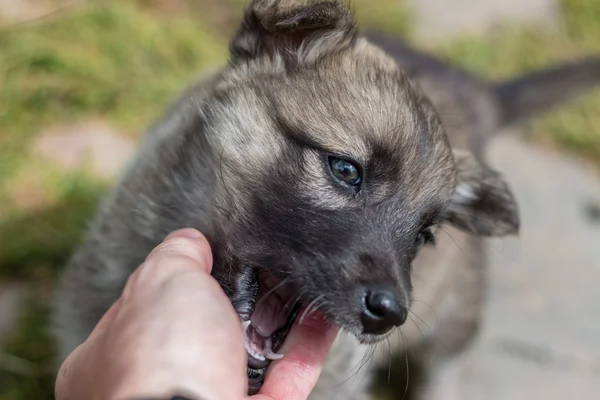 Cachorro brinca com o homem Imagens De Bancos De Imagens