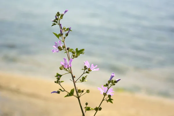 Bunga Lilac liar tumbuh di dekat pantai. — Stok Foto