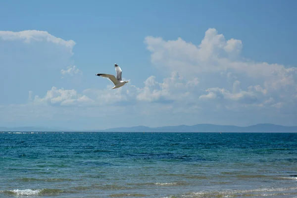 A gaivota voa no céu. Céu nublado azul e colinas de luz distante com mar de água-marinha no fundo. — Fotografia de Stock