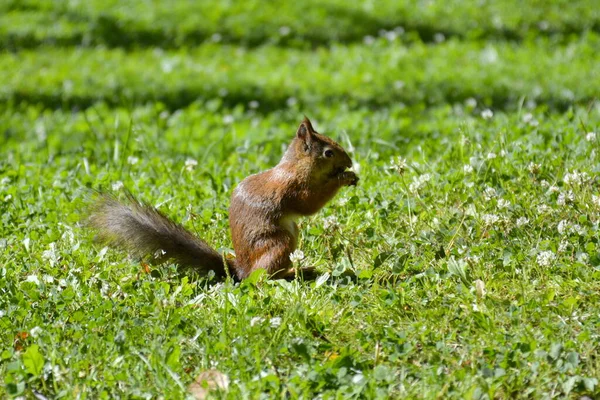 A red squirrel gnaws nuts in green lawn of park — Stock Photo, Image