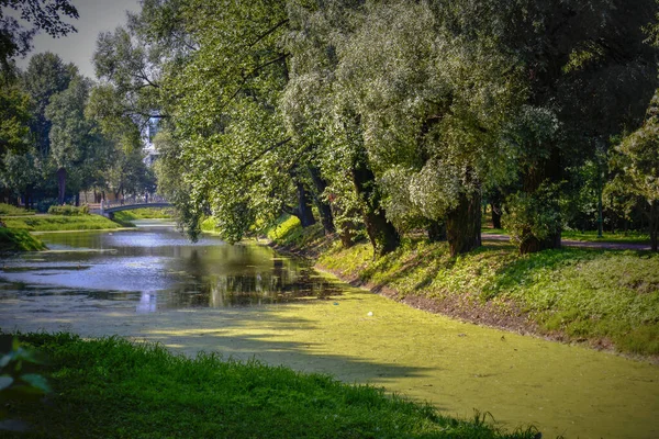 푸른 잎 풀 연못 주위에 있는 나무와 식물들이 물에 나뭇가지를 매달려 있다. — 스톡 사진