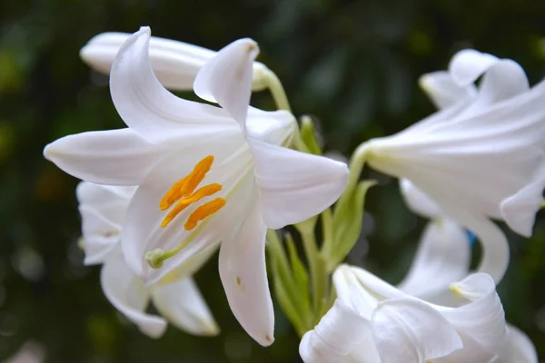 Белая пасхальная лилия Lilium longiflorum в саду на фоне зеленых листьев — стоковое фото