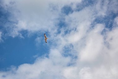 Gökyüzündeki yalnız kuş