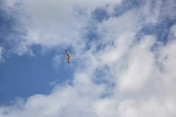 Pájaro solitario en el cielo — Foto de Stock