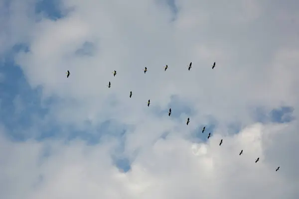 Las aves migratorias vuelan a los países del sur sobre un fondo nublado. Cuña de grúa — Foto de Stock