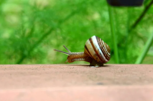 Garden snail creeping towards its wishes. Brown stony track, green grass background. — Stock Photo, Image