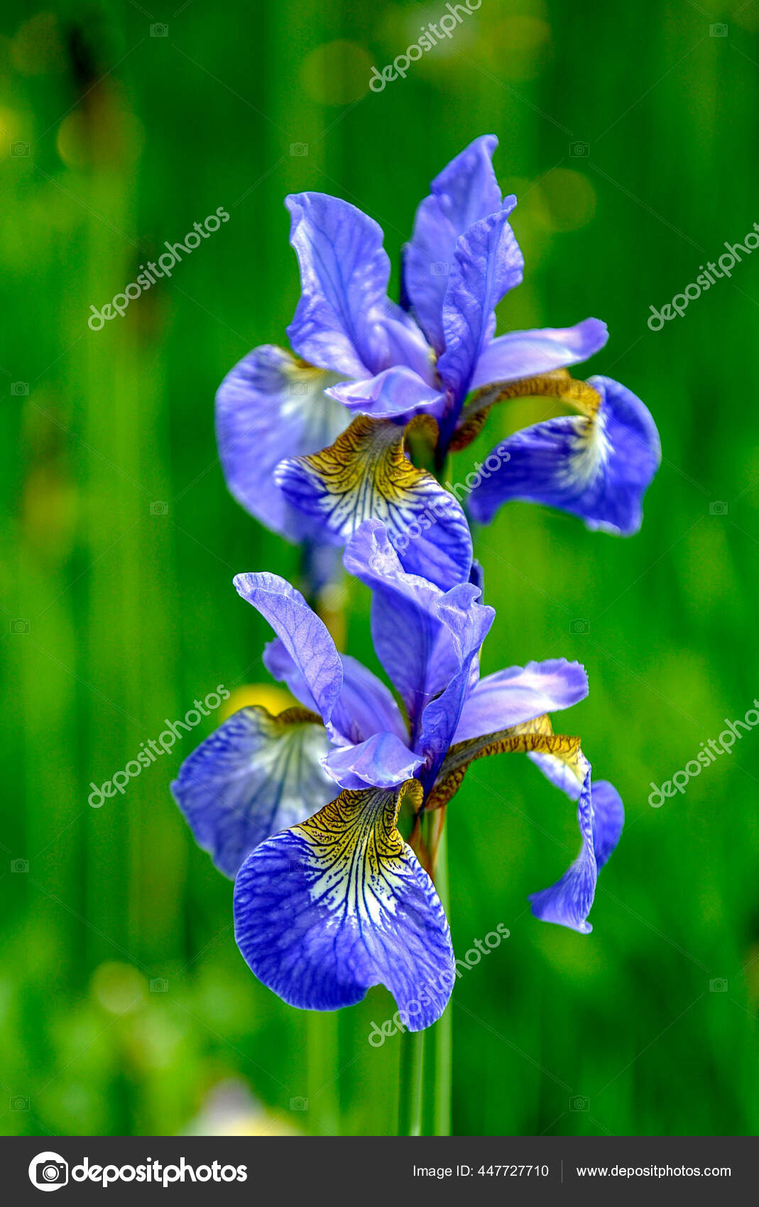 美丽的蓝色花虹膜在模糊的绿色背景上 春天 图库照片 C Tsapenkosveta