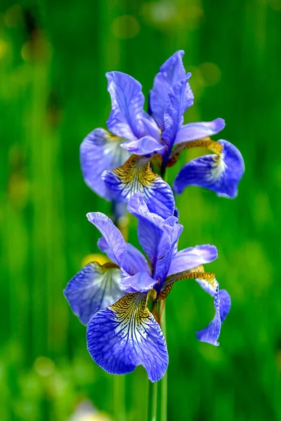 Piękny niebieski kwiat tęczówki na rozmytym zielonym tle. Wiosna — Zdjęcie stockowe