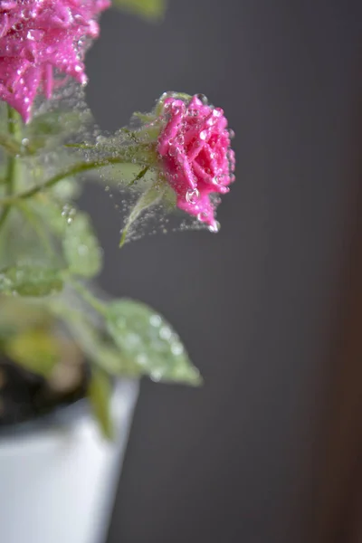 Pink rose flower covered with cobwebs made by tiny insects spider mite causing desease and withering wilting fading