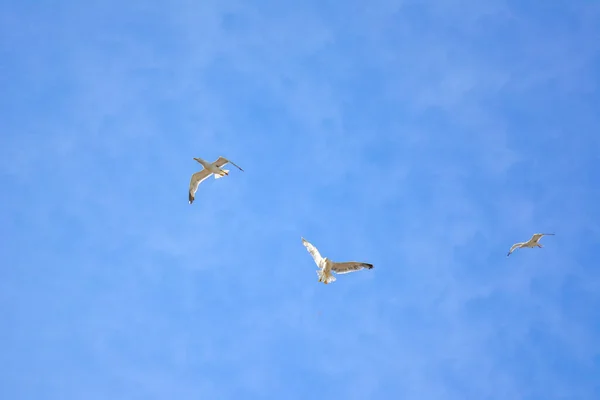 Un par de gaviotas blancas extienden sus alas y se elevan libremente a lo largo de la orilla del mar sobre un tranquilo fondo nublado — Foto de Stock
