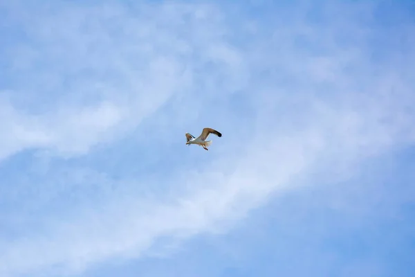 Una sola gaviota blanca extendió sus alas y se elevó libremente a lo largo de la orilla del mar sobre un tranquilo fondo nuboso — Foto de Stock