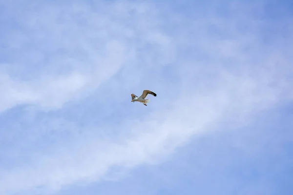 Tek beyaz martı kanatlarını açtı ve sakin bulutlu arka planda serbestçe deniz kıyısında süzülüyor.