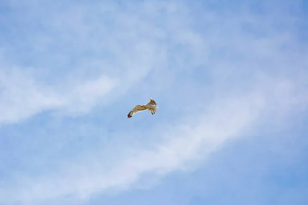 Gaviota blanca extiende sus alas y se eleva libremente a lo largo de la orilla del mar sobre un tranquilo fondo nuboso — Foto de Stock