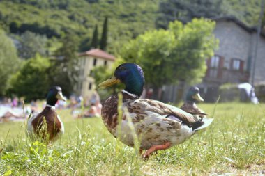 Yeşil başlı erkek ördek yaz parkında yürüyor.