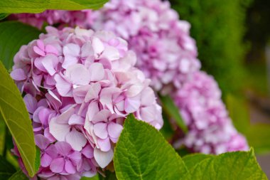 Çiçek açan ortanca ya da narin Fransa çiçekleri ve kırılgan taze pembe ve menekşe yaprakları