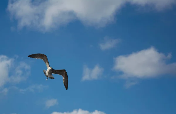 Una gaviota blanca volando en el cielo sobre un tranquilo paisaje nublado — Foto de Stock
