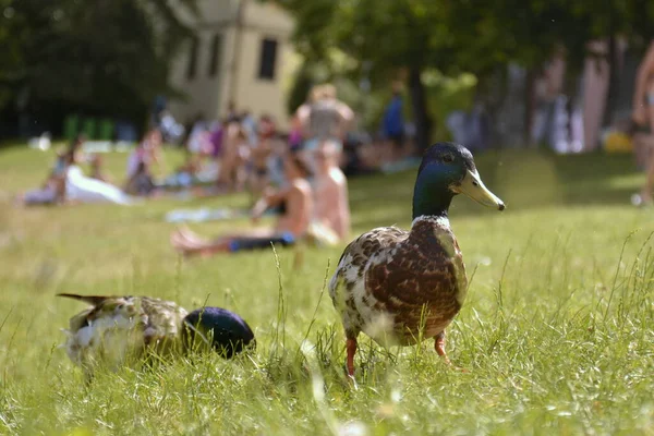 Pato macho com cabeça verde caminhando no parque de verão — Fotografia de Stock
