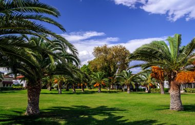 Yaz aylarında turuncu meyveler ile hurma ağacı