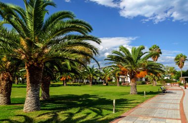 Yaz aylarında turuncu meyveler ile hurma ağacı