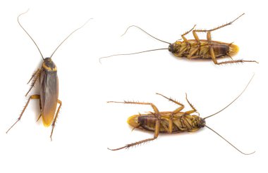 Beyaz bir arka plan üzerinde izole Closeup Hamam böceği koleksiyonu