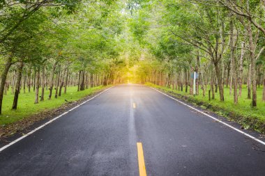 Phuket Tayland'da kauçuk ağaç sokak beyaz altın ışık rengi ile çalışan ülke yol manzara
