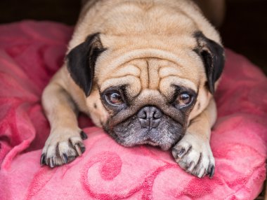 Üzgün, şişman bir yüz ile Sevimli Pug köpek, pembe yastık uyku