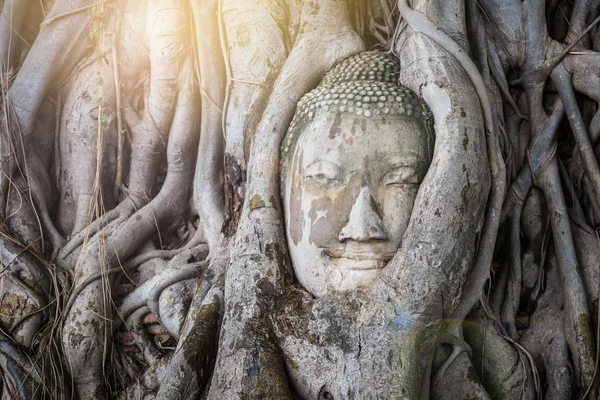 Testa di statua di Buddha nelle radici degli alberi a Wat Mahathat, Ayutthaya, Thailandia . — Foto Stock
