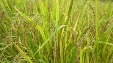 Altın yasemin kulakları Doi Inthanon, Chiang Mai, Tayland 'da hasat için hazır..