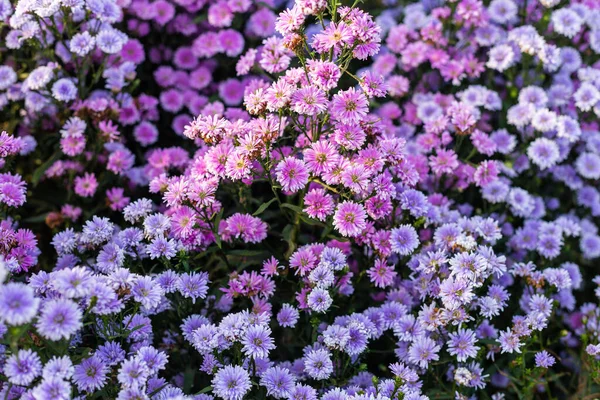 Margaret Campo Flores Jardín Seleccionar Enfoque Suave —  Fotos de Stock