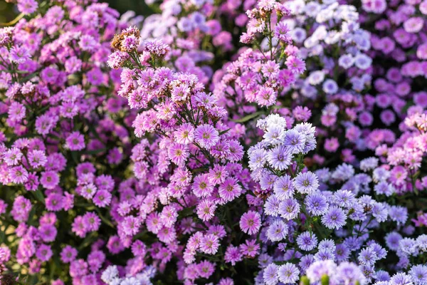 Margaret Campo Flores Jardín Seleccionar Enfoque Suave —  Fotos de Stock