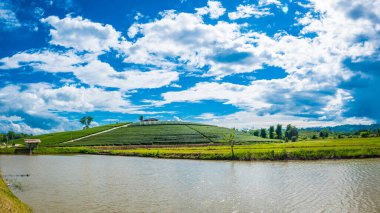 Chiang Rai 'de ünlü olan ve Tayland' da popüler bir turizm merkezi olan bir tepede Choui Fong Çay Çiftliği..