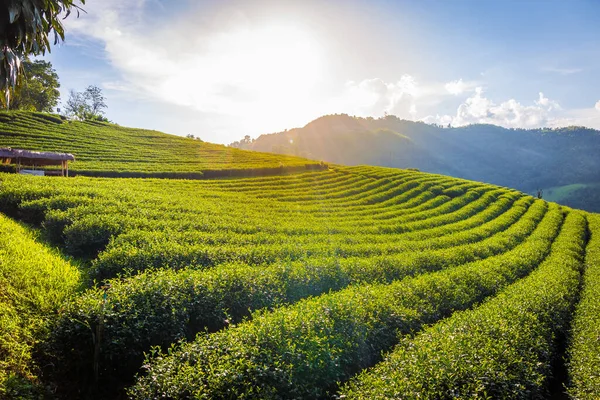 Landscape of 101 Tea Plantation is a large tea plantation on Doi Mae Salong Mountain, Chiang Rai Province, Thailand.