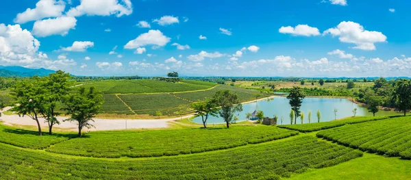 Panorama Plantación Choui Fong Una Colina Que Famosa Chiang Rai —  Fotos de Stock
