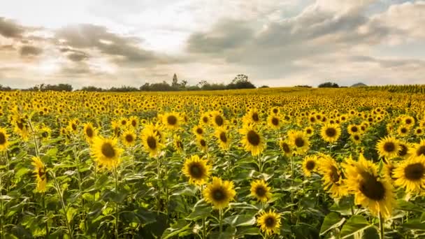 Time Lapse Sunflower Fields Mountain Στιγμή Που Ήλιος Είναι Έτοιμος — Αρχείο Βίντεο