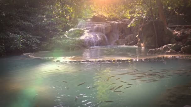 Erawan Falls Bunch Fish Water Famous Waterfall Kanchanaburi Thailand — Stock Video