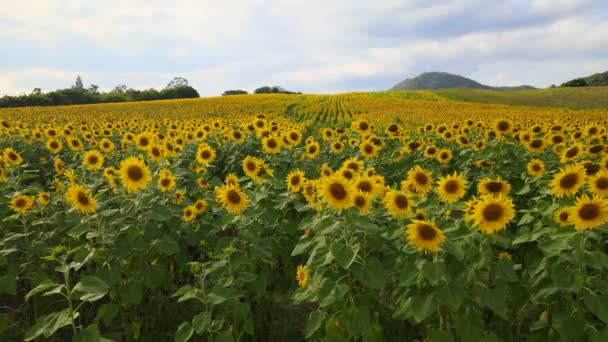 Landschap Van Zonnebloemenveld Met Bergachtige Achtergrond Zonsondergang Bij Nakhon Ratchasima — Stockvideo