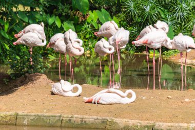 Birçok flamingo hayvanat bahçesindeki gölde durur ve yatar..