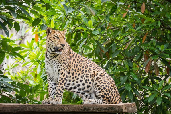 Leopard Sitting Tree Colorful Zoo — Stock Photo, Image