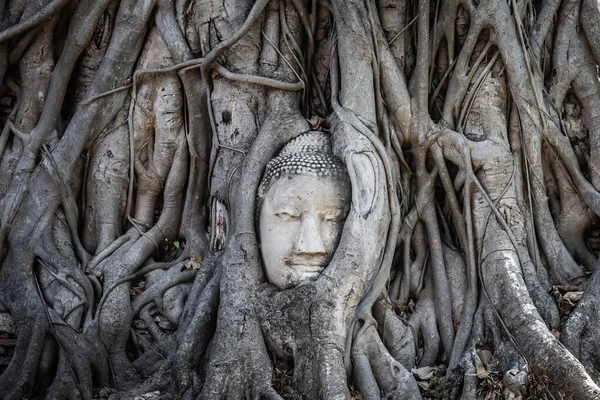 Testa Immagine Buddha Una Vecchia Radice Albero Wat Mahathat Famoso — Foto Stock