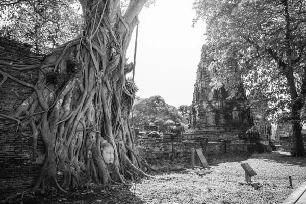 The head of a Buddha image in an old tree root at Wat Mahathat with an old chedi as a background is an important and famous landmark of Ayutthaya Province, Thailand. Black and White
