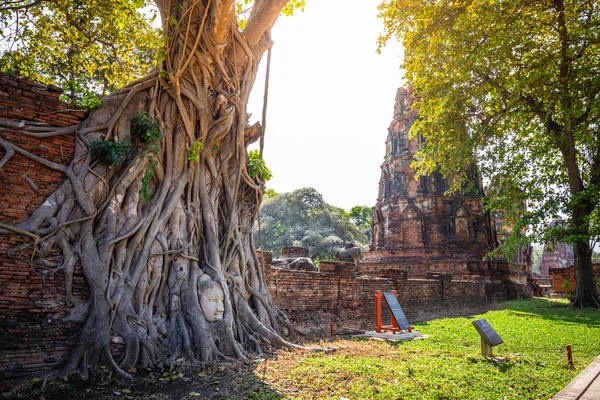 在泰国阿尤塔亚省的一个重要而著名的地标上 以老切迪为背景的华大寺一棵老树根中的佛像的头像是它的一个重要而著名的地标 — 图库照片